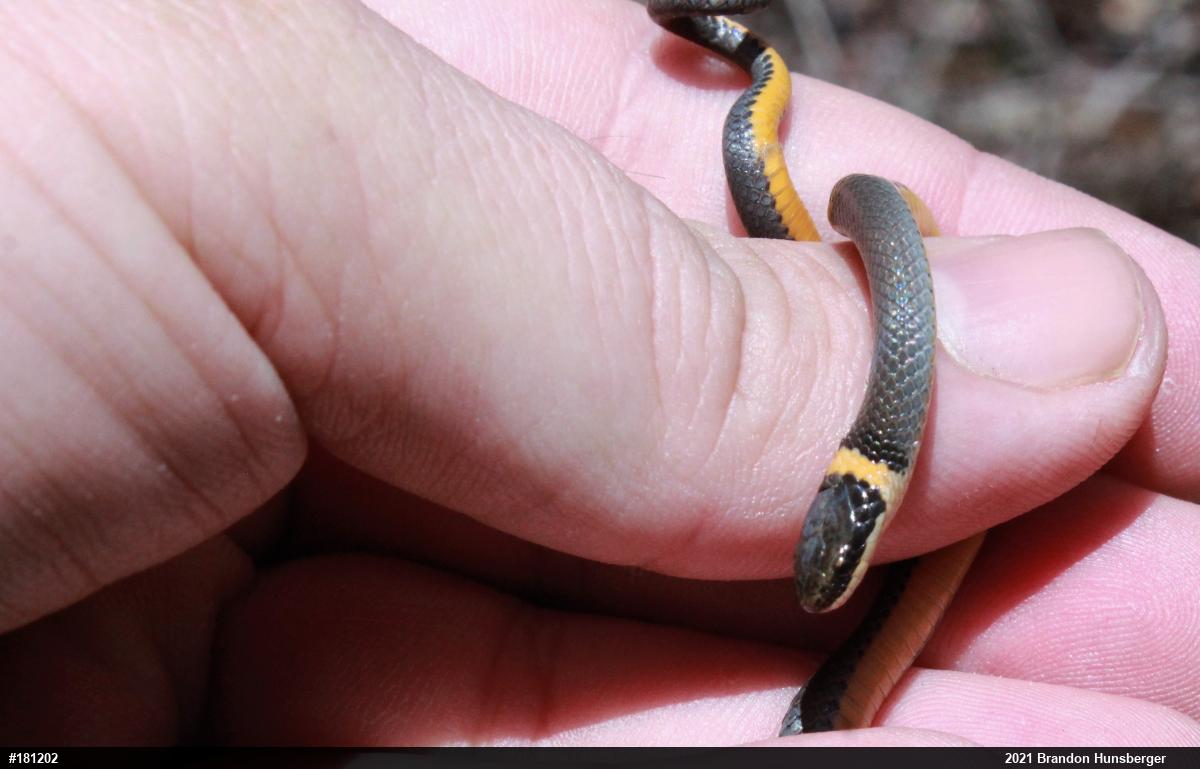 Northern Ring-necked Snake