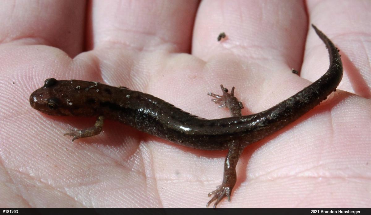 Allegheny Mountain Dusky Salamander