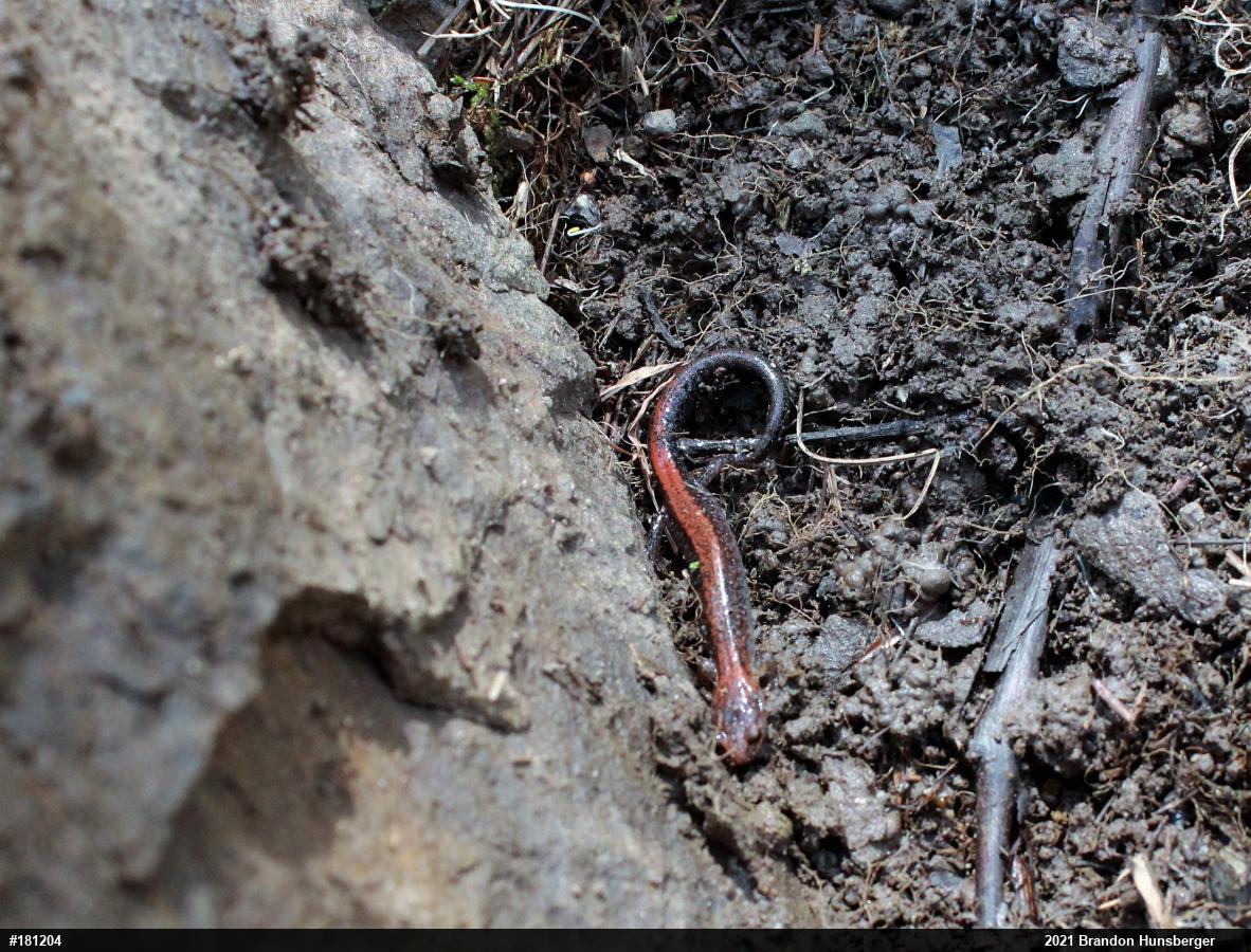 Eastern Red-backed  Salamander