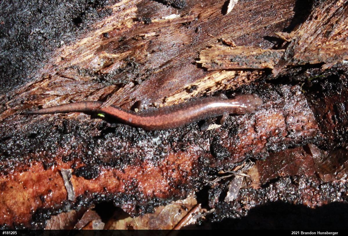 Eastern Red-backed  Salamander