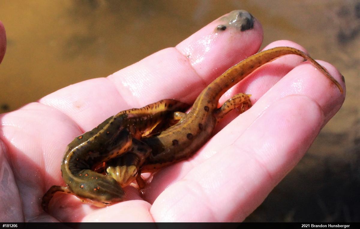 Red-spotted Newt