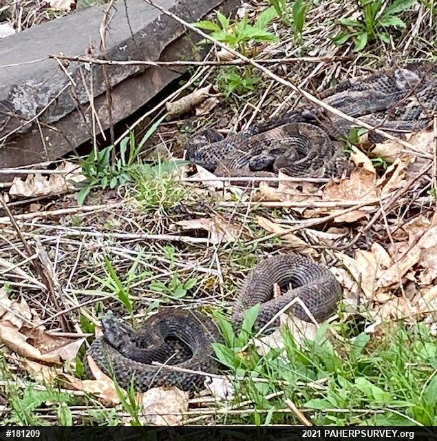 Timber Rattlesnake