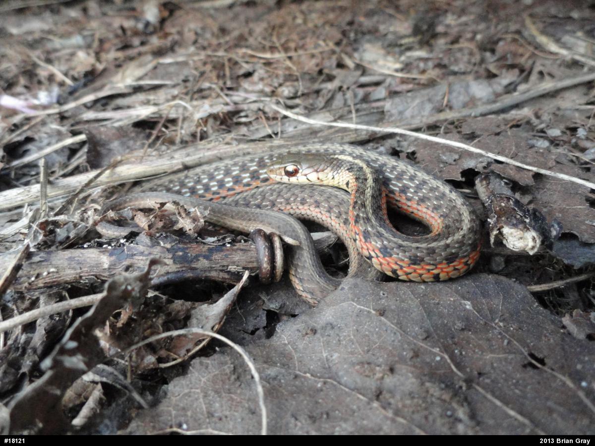Eastern Gartersnake