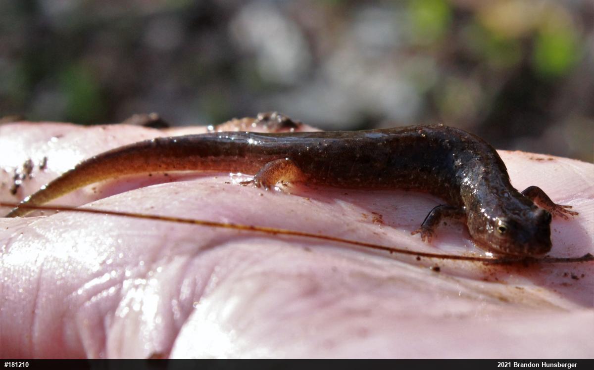 Northern Dusky Salamander