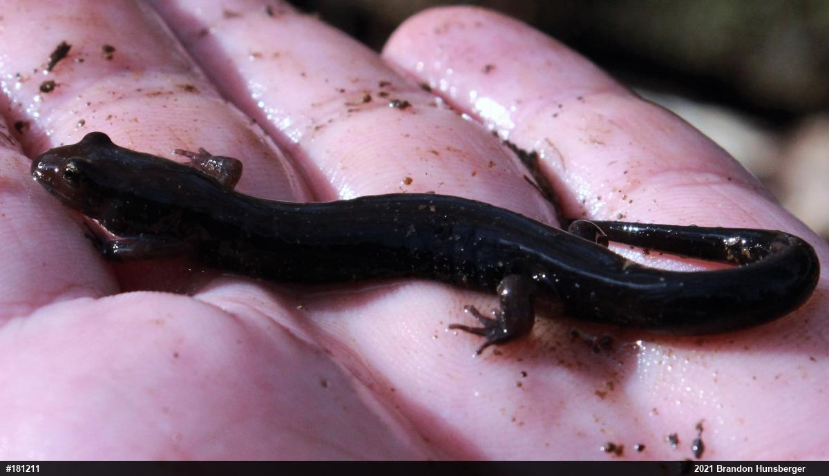 Allegheny Mountain Dusky Salamander