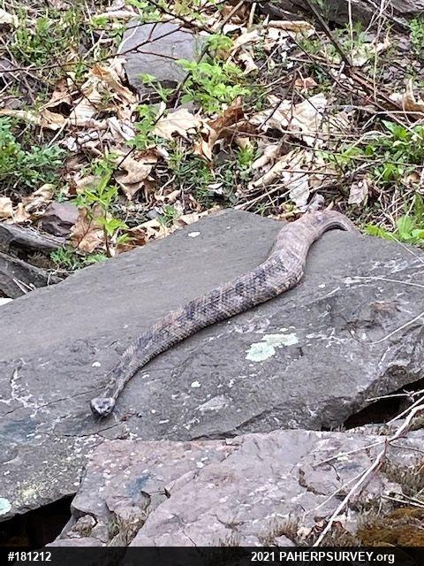 Timber Rattlesnake