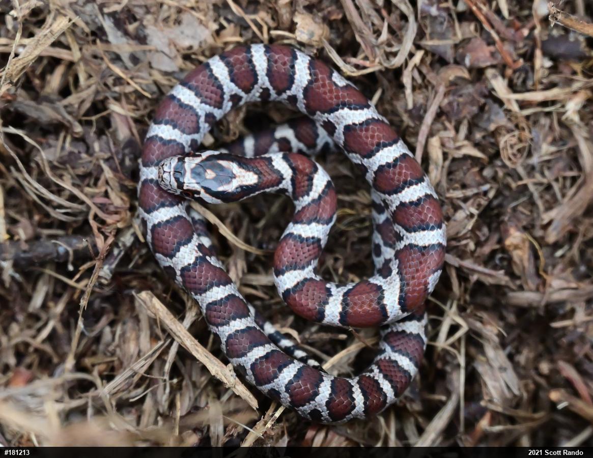 Eastern Milksnake