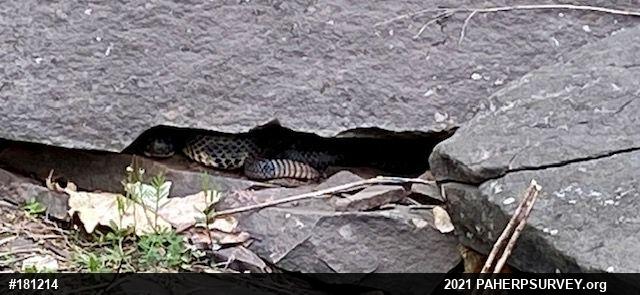 Timber Rattlesnake
