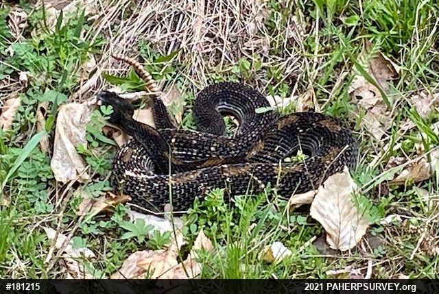 Timber Rattlesnake