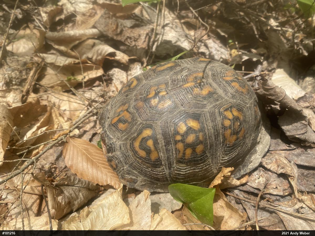 Eastern Box Turtle