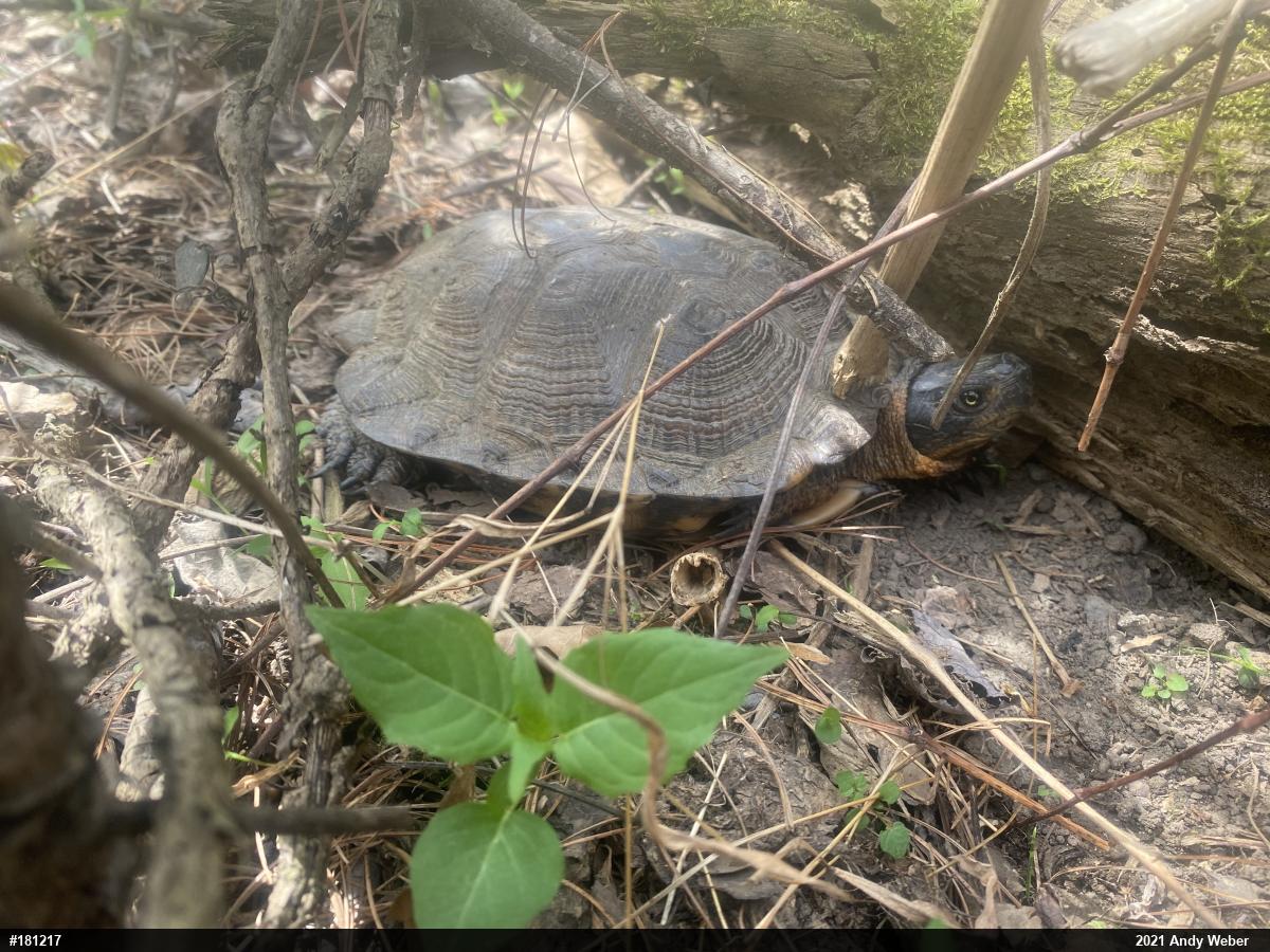 Wood Turtle