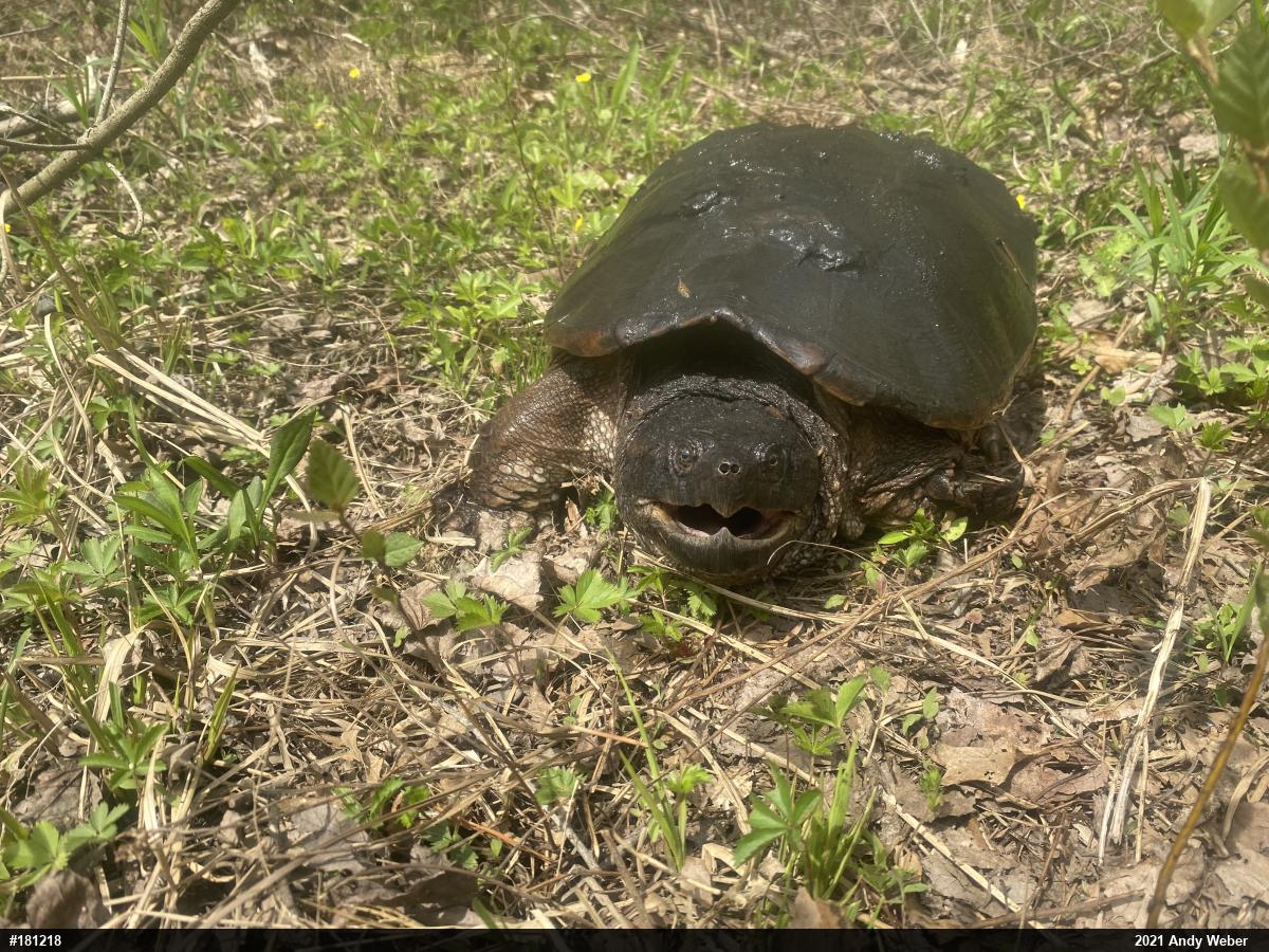 Snapping Turtle