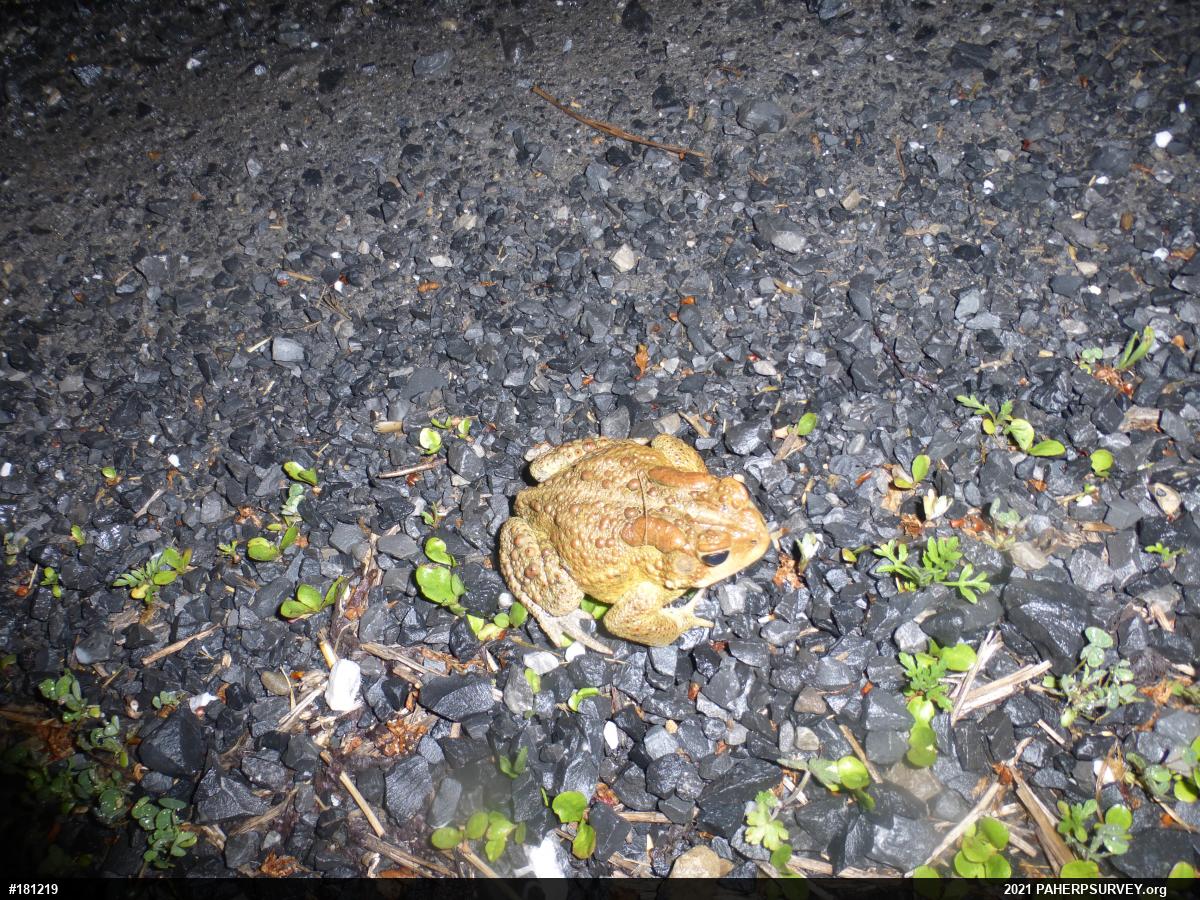 Eastern American Toad