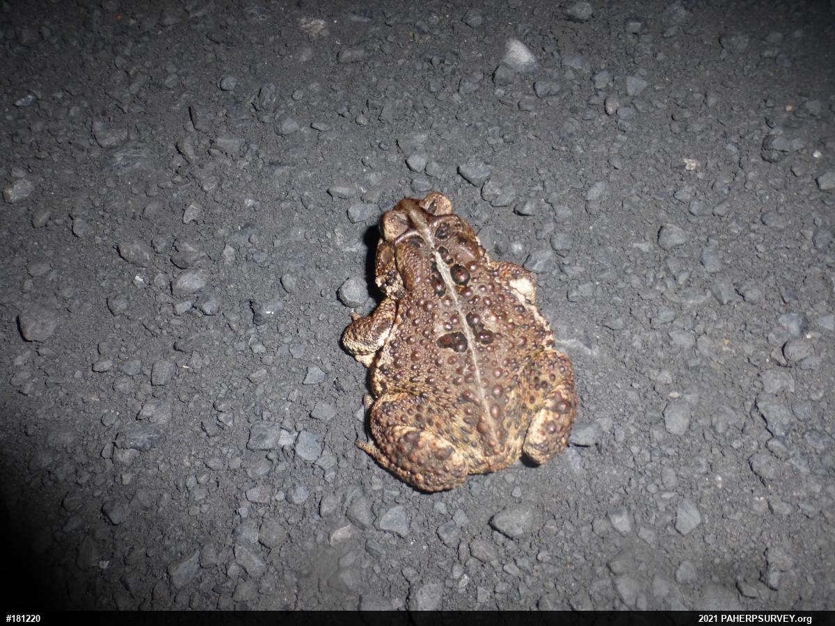 Eastern American Toad