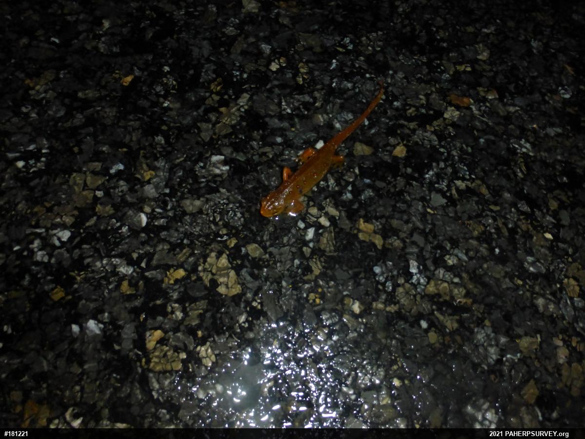 Red-spotted Newt