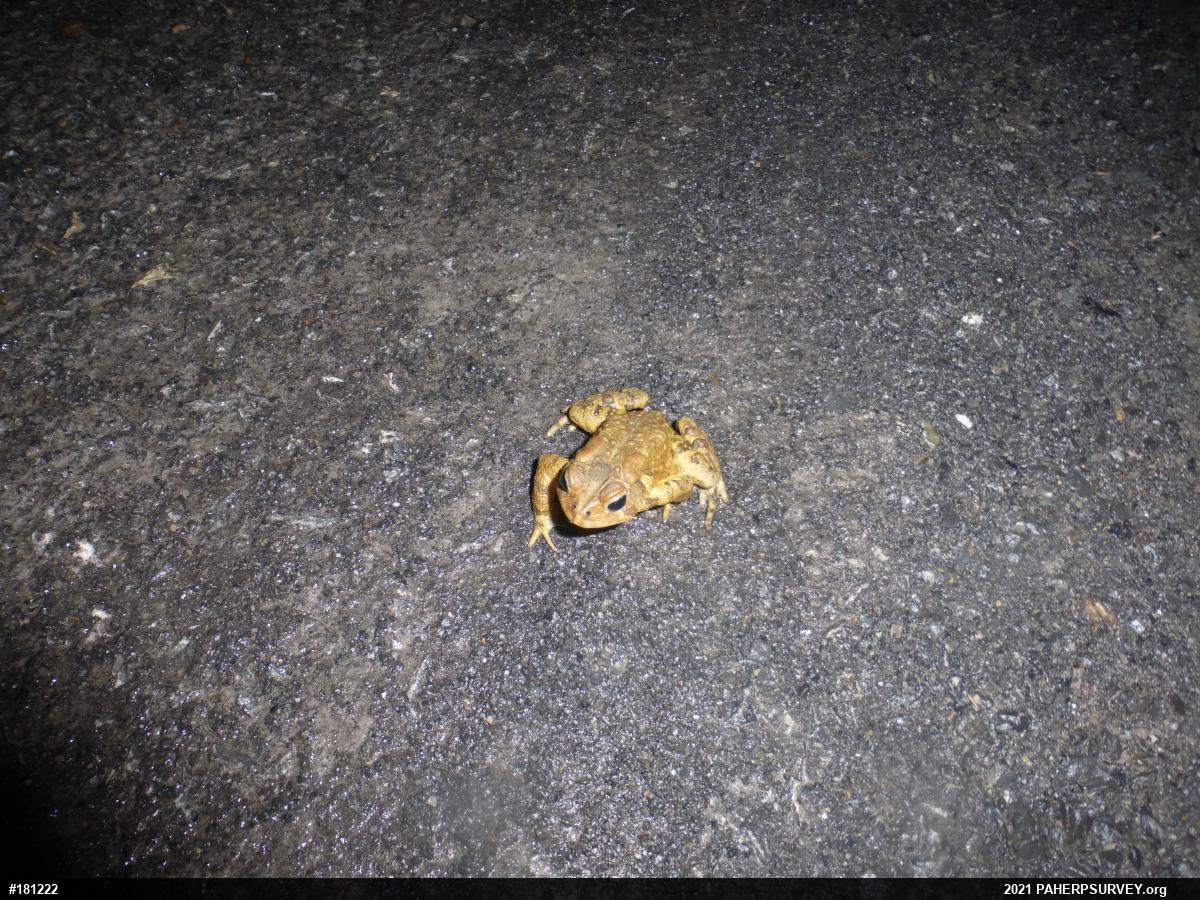 Eastern American Toad