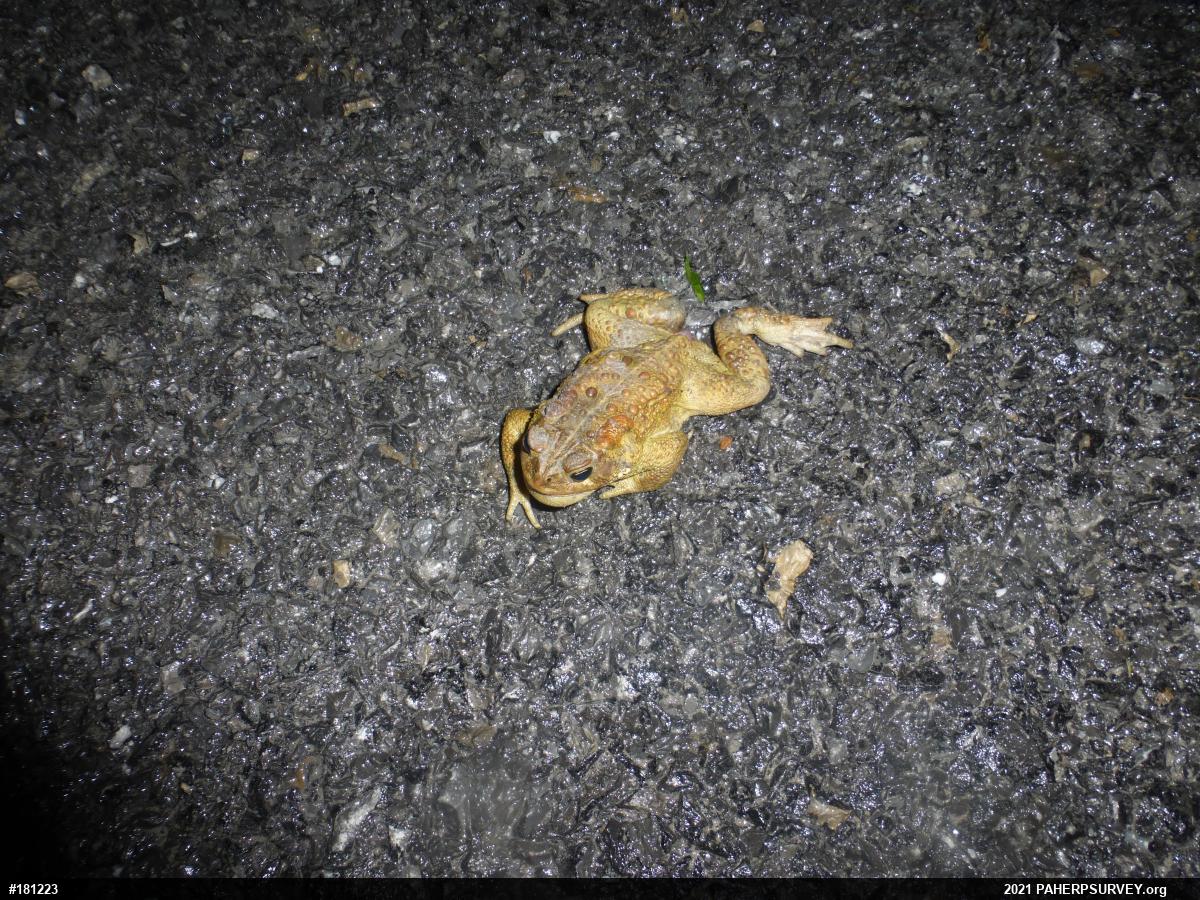 Eastern American Toad