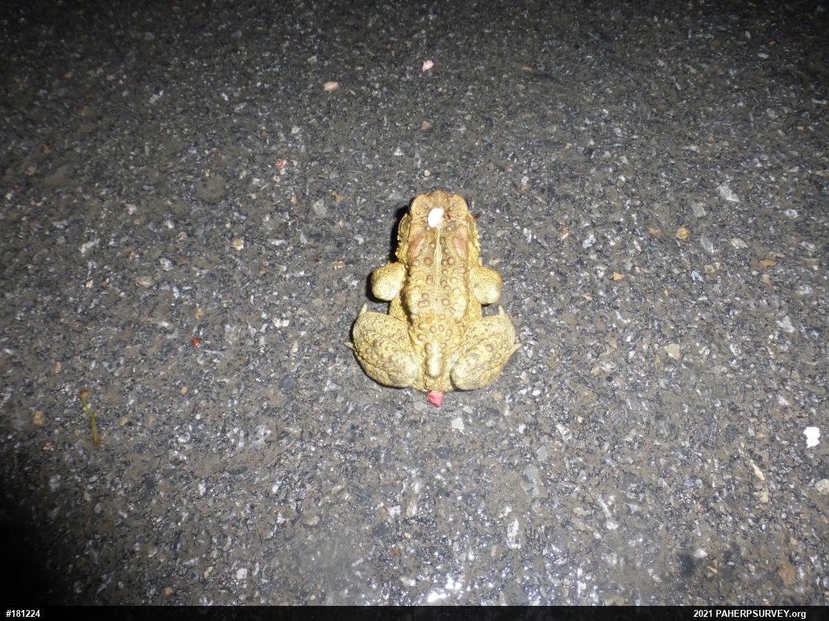Eastern American Toad