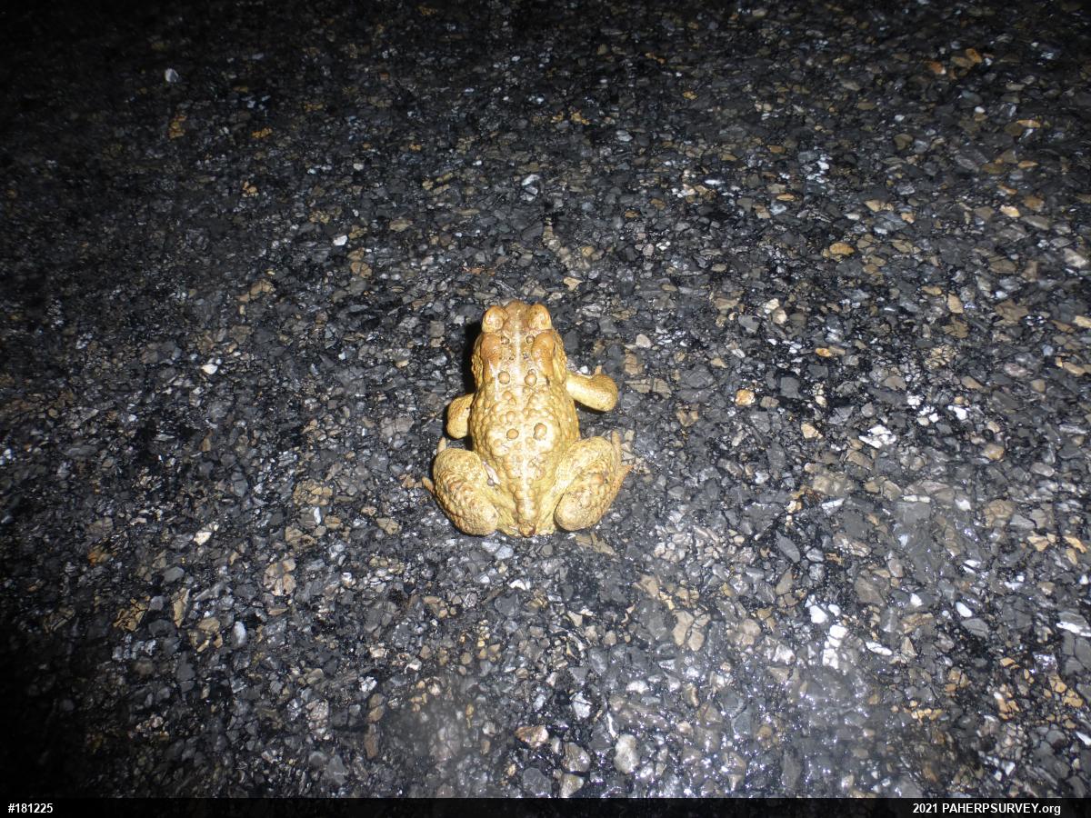Eastern American Toad
