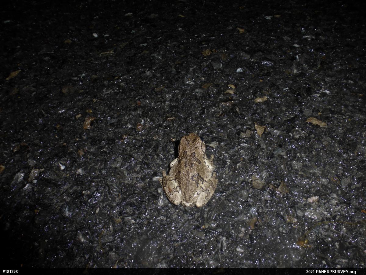 Unknown Gray Treefrog