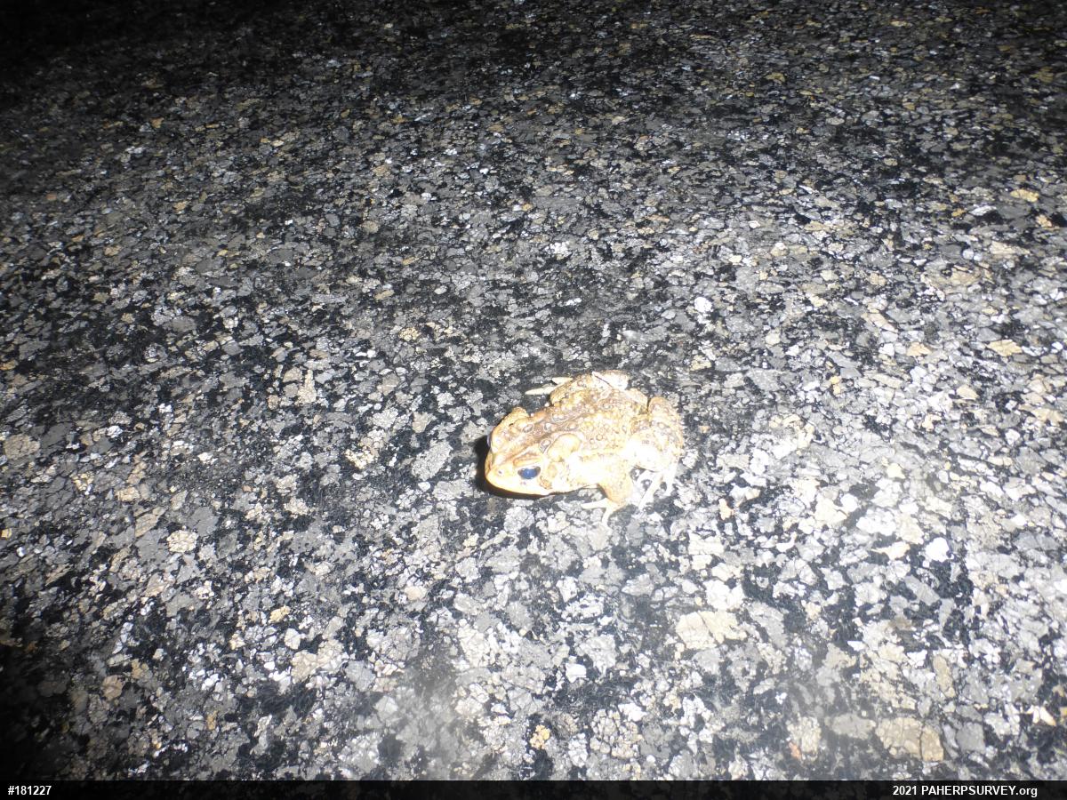 Eastern American Toad