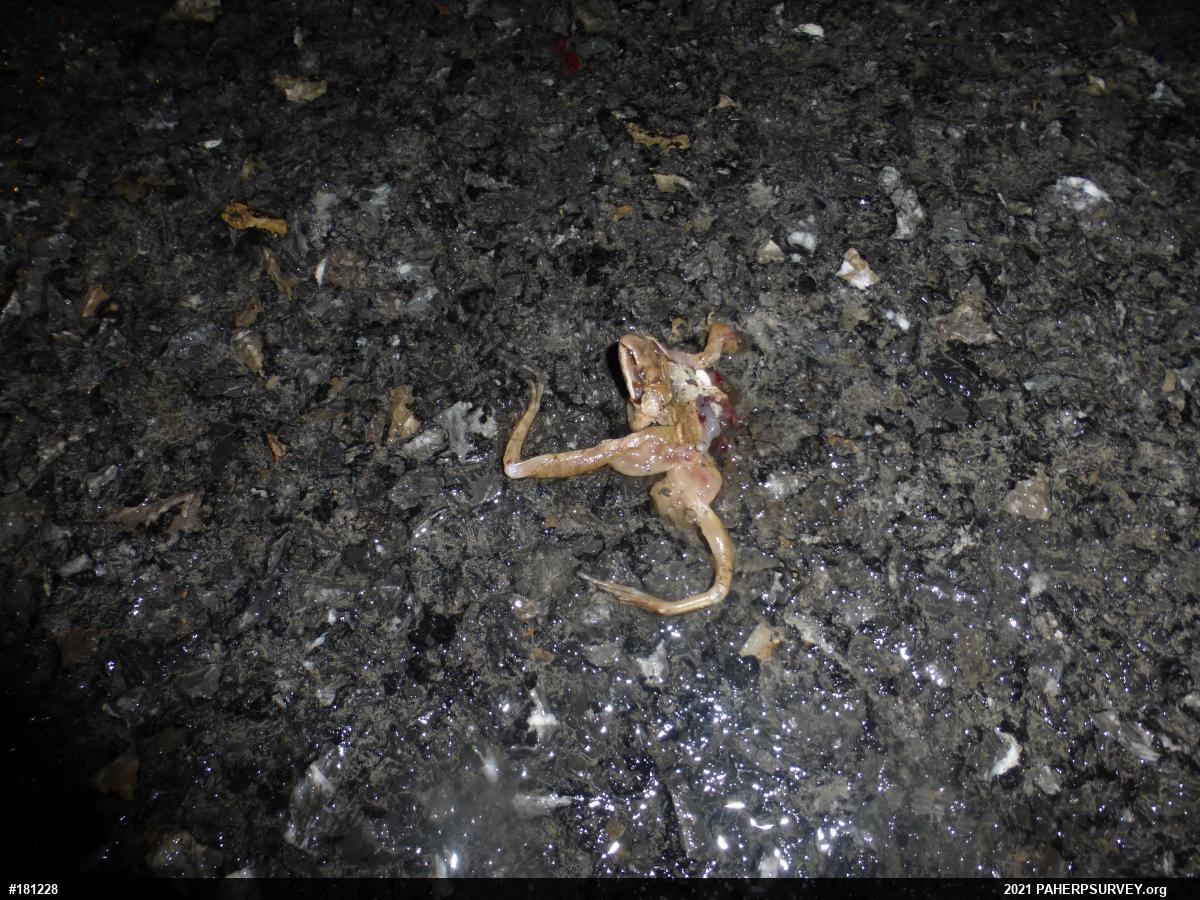 Wood Frog