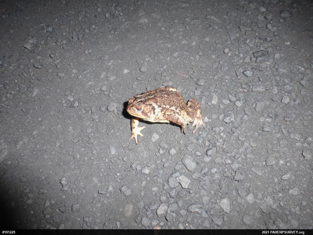 Eastern American Toad