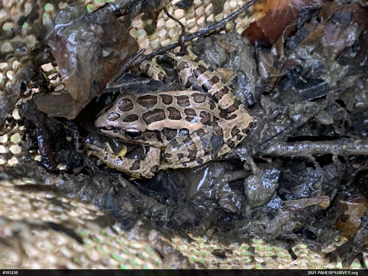 Pickerel Frog