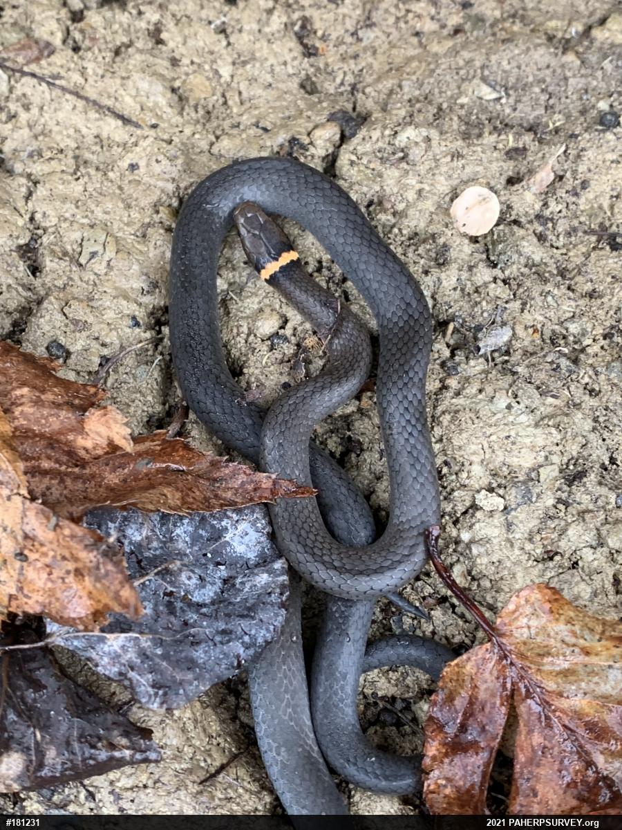 Northern Ring-necked Snake