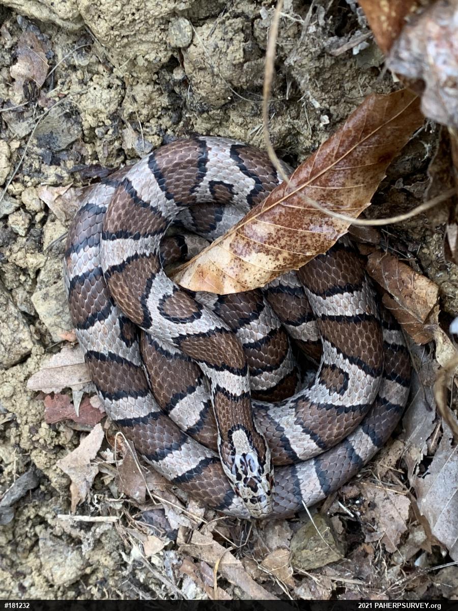 Eastern Milksnake