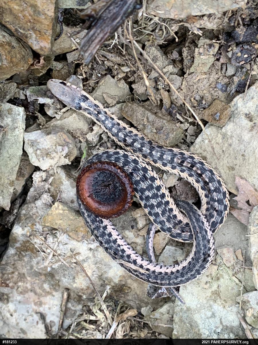 Eastern Gartersnake