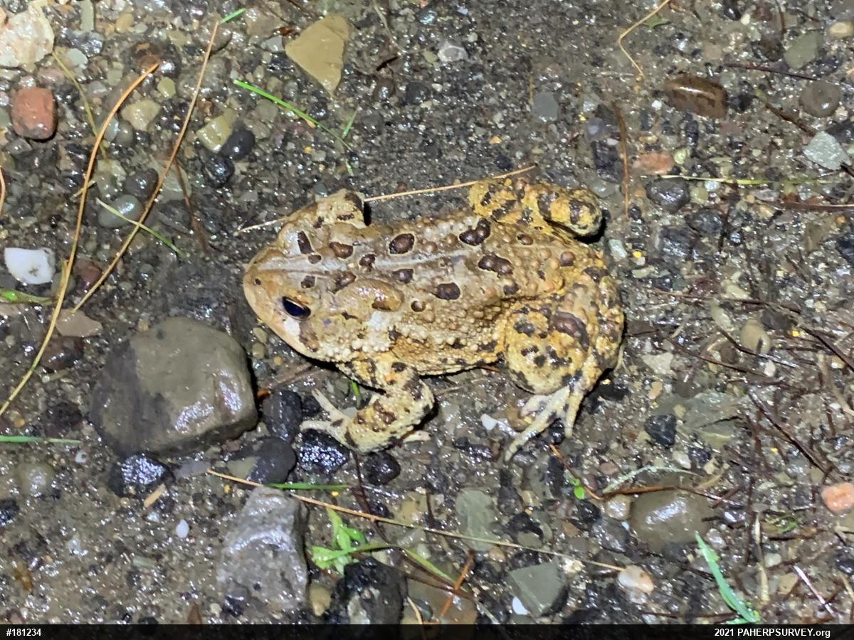 Eastern American Toad