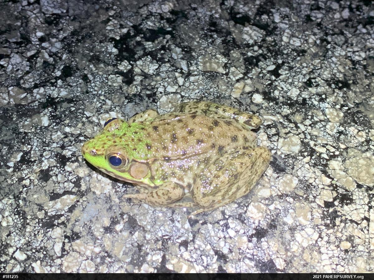 Green Frog