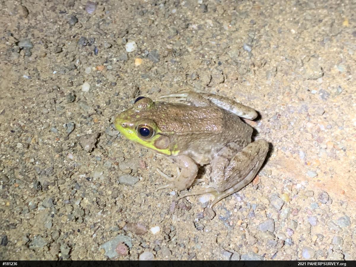 Green Frog