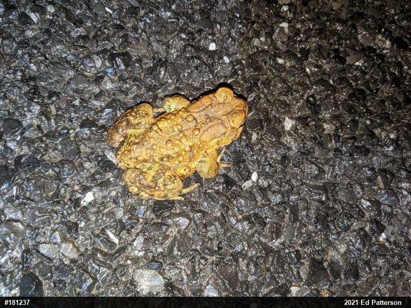 Eastern American Toad