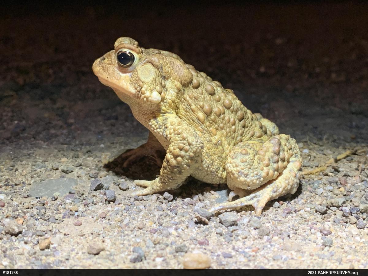 Eastern American Toad