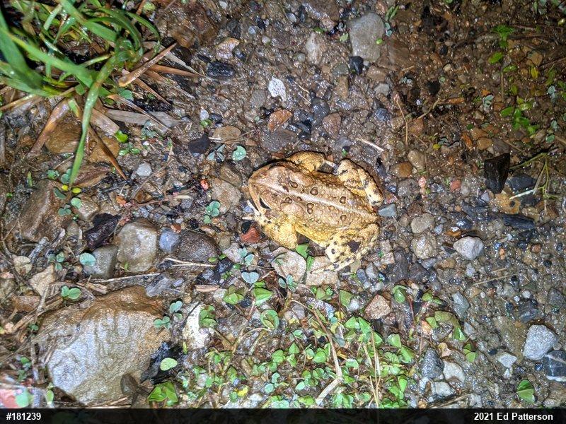 Eastern American Toad