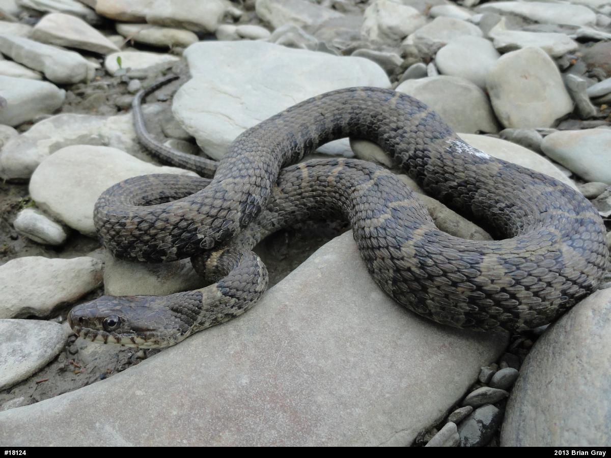 Northern Watersnake