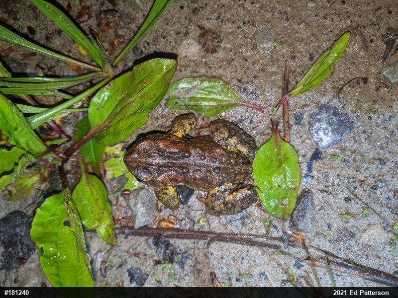 Eastern American Toad