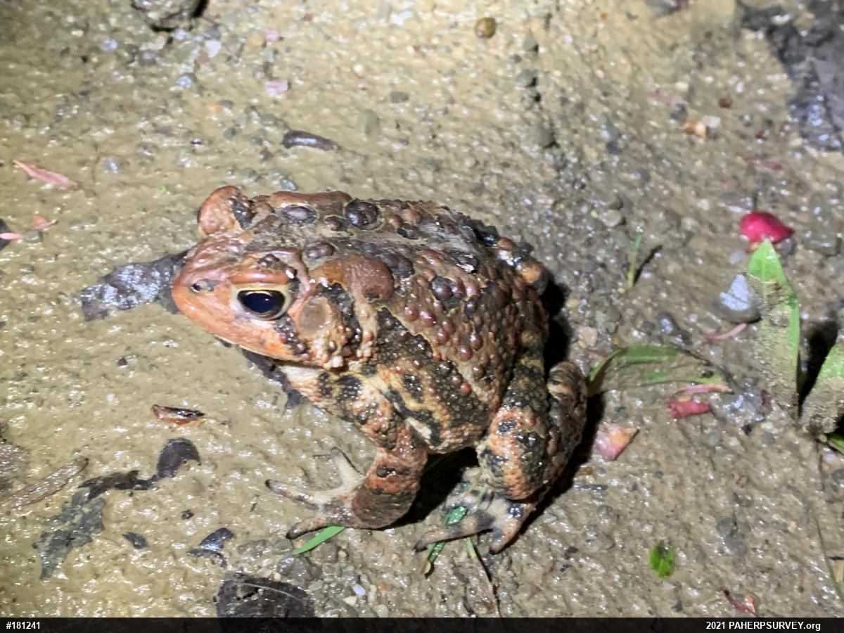 Eastern American Toad