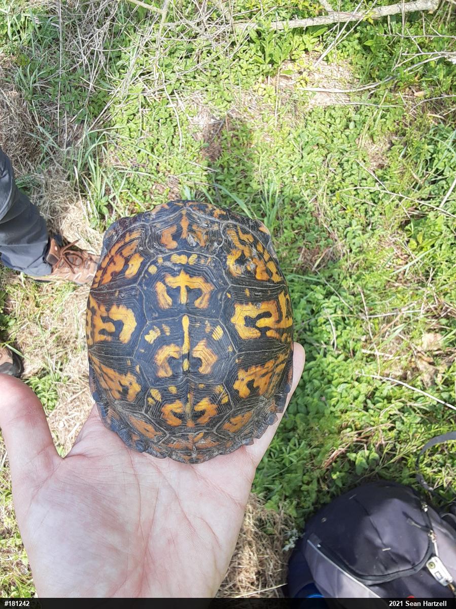 Eastern Box Turtle