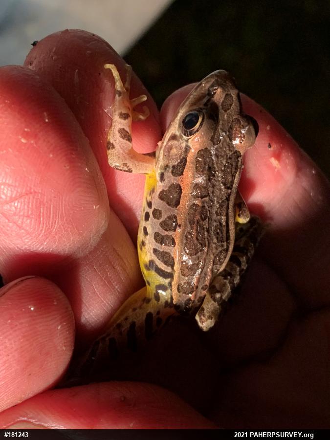 Pickerel Frog