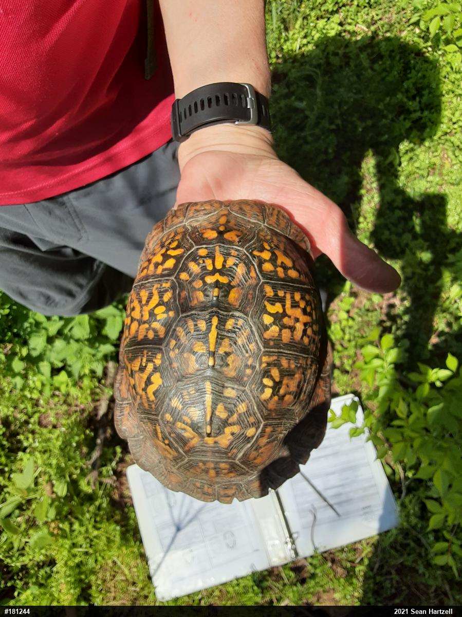 Eastern Box Turtle