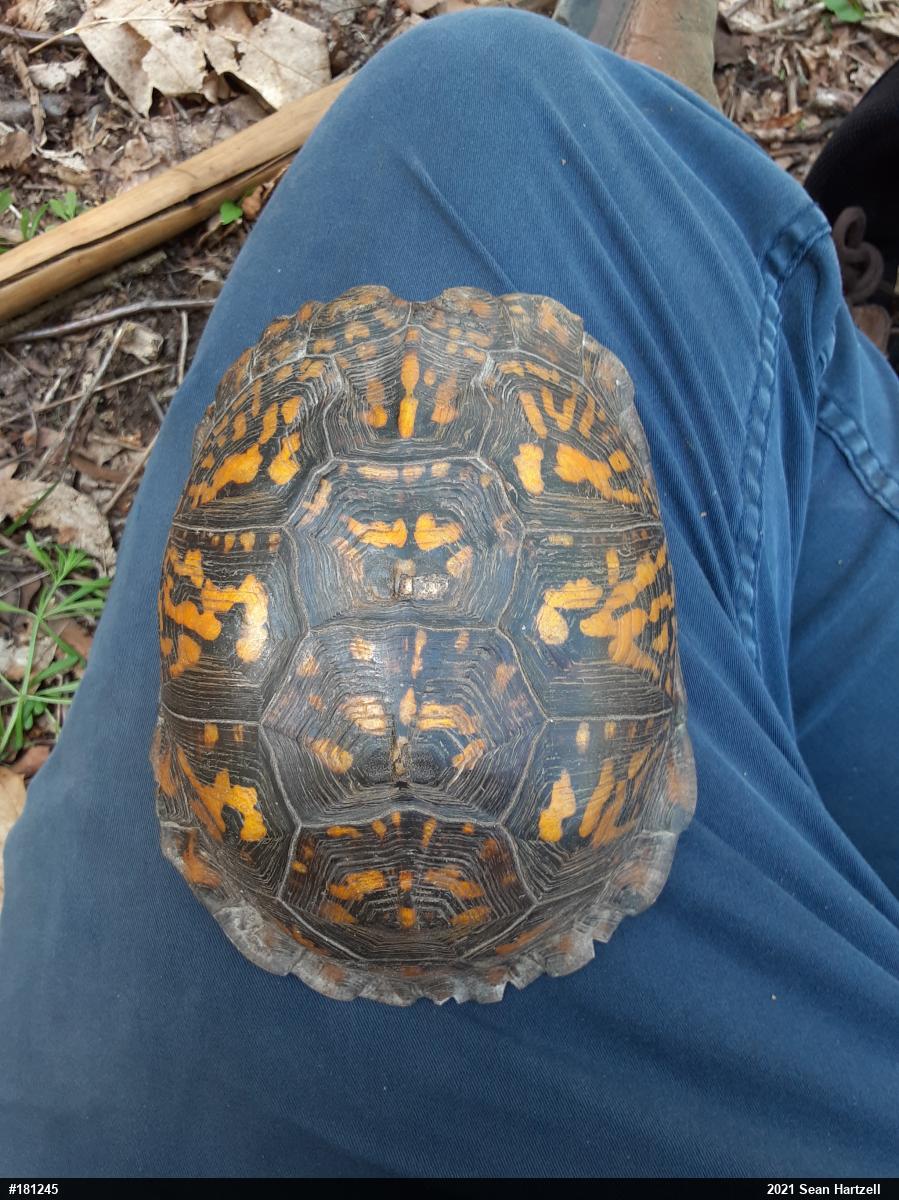 Eastern Box Turtle
