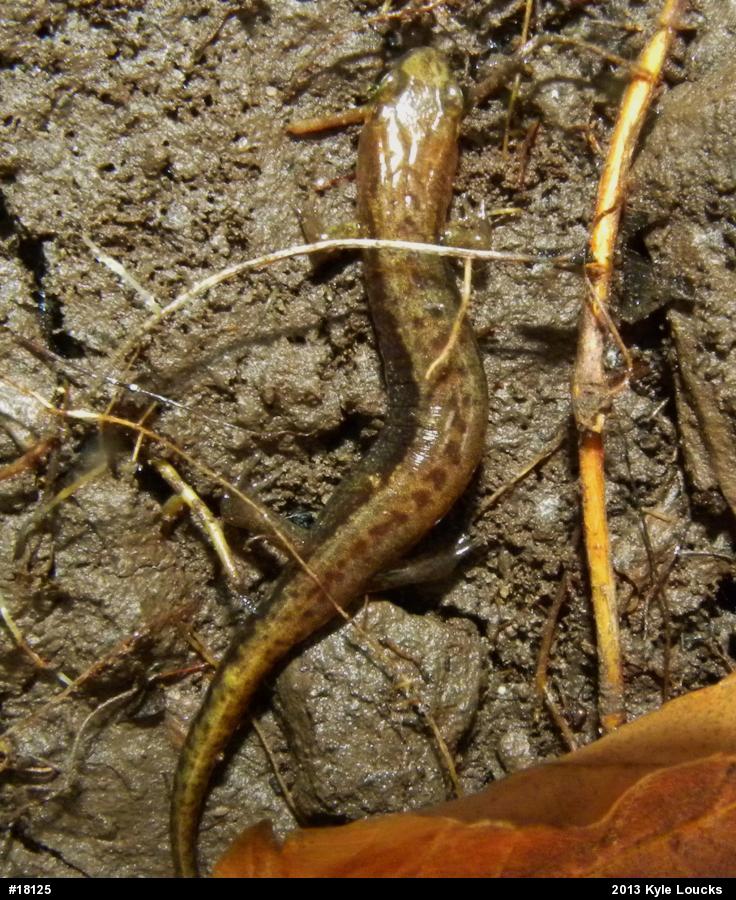 Allegheny Mountain Dusky Salamander