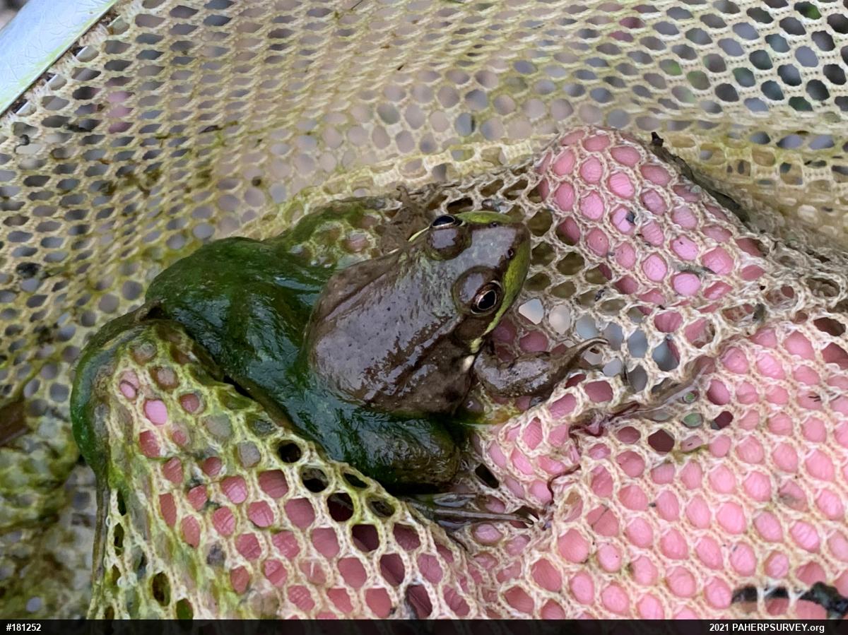 Green Frog