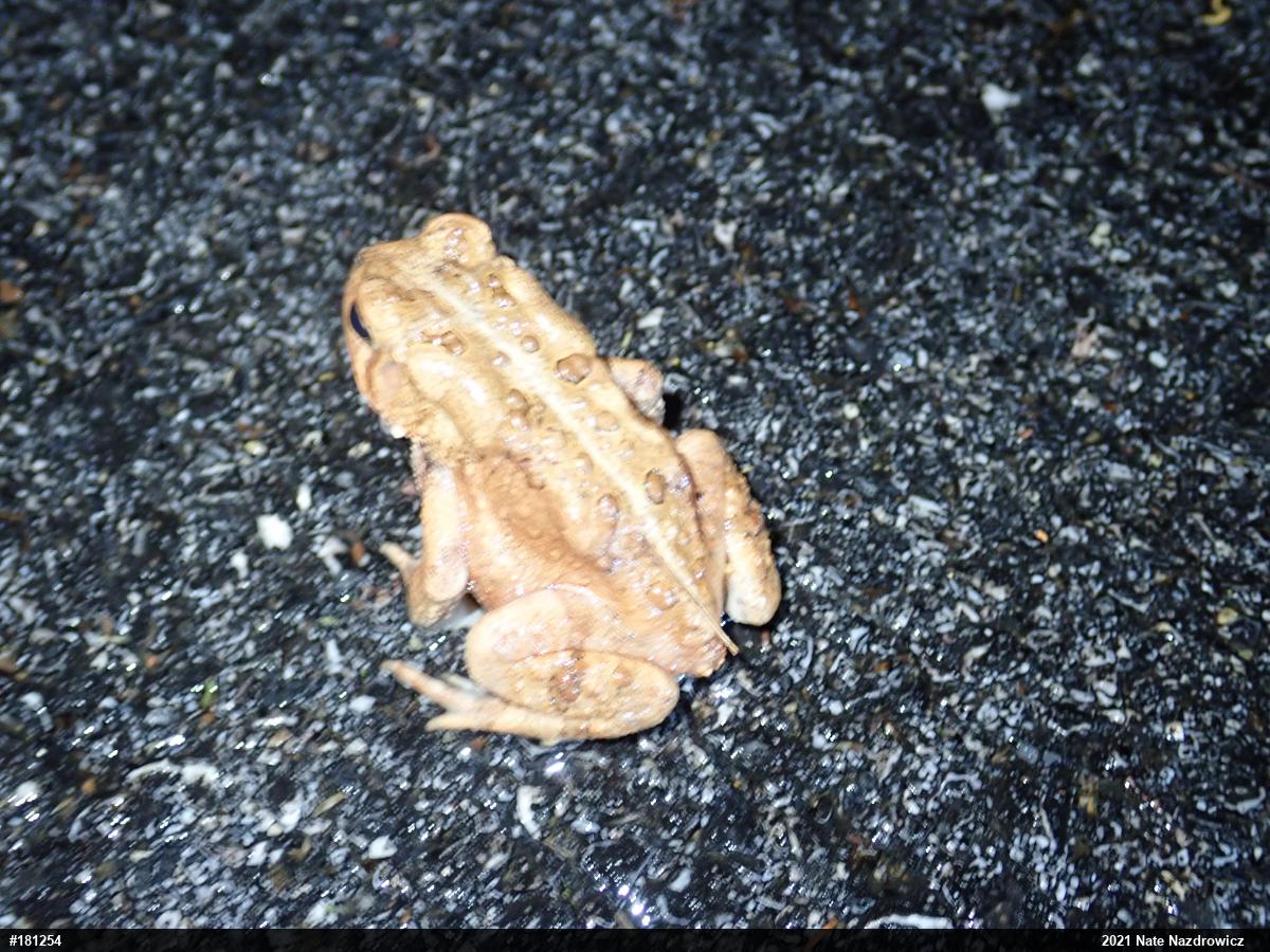Eastern American Toad