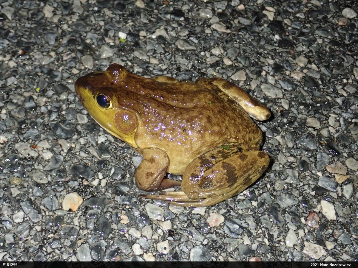 American Bullfrog