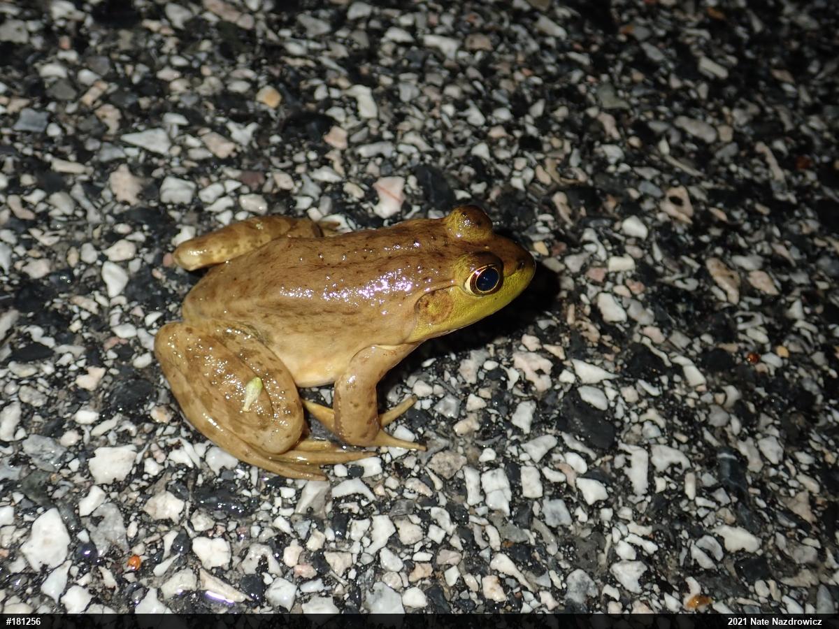 American Bullfrog