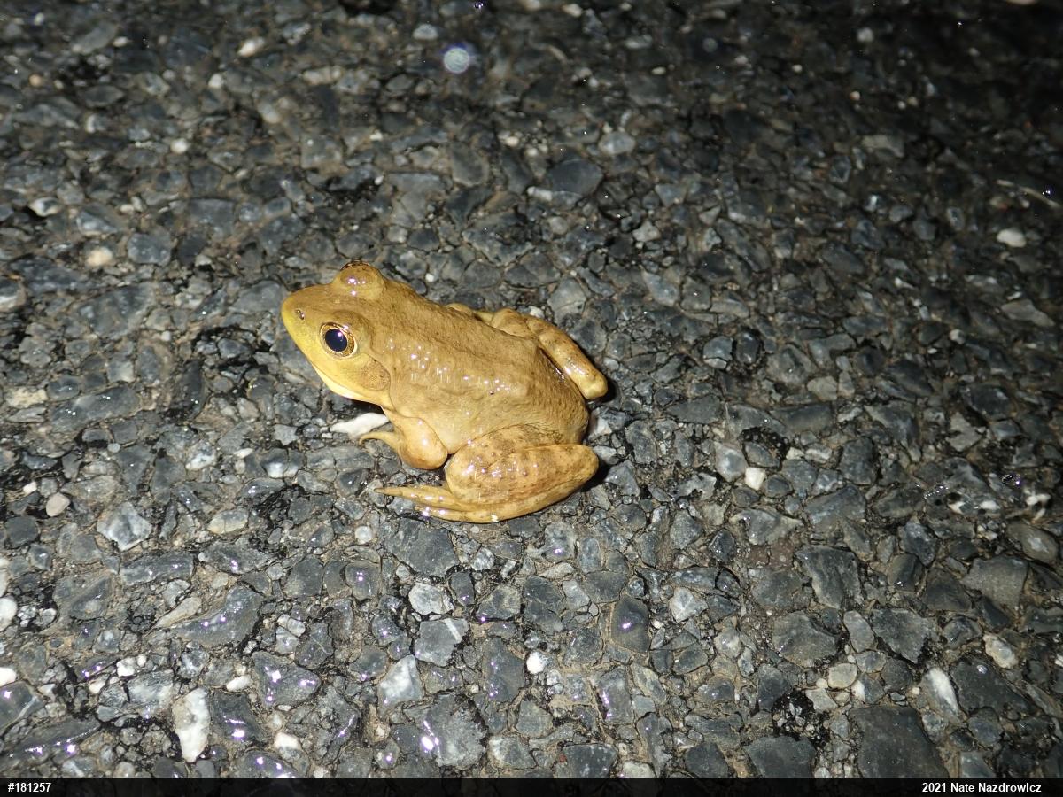 American Bullfrog